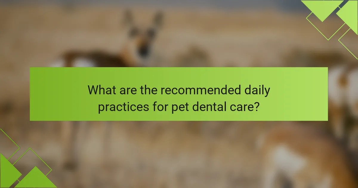What are the recommended daily practices for pet dental care?