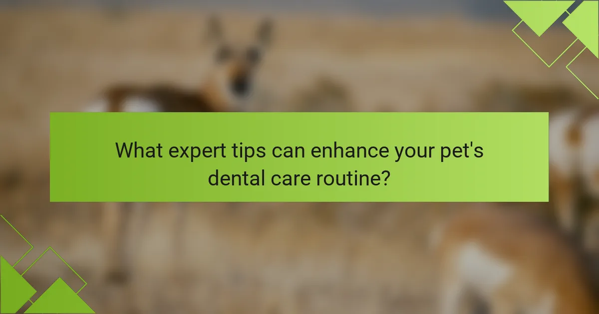 What expert tips can enhance your pet's dental care routine?