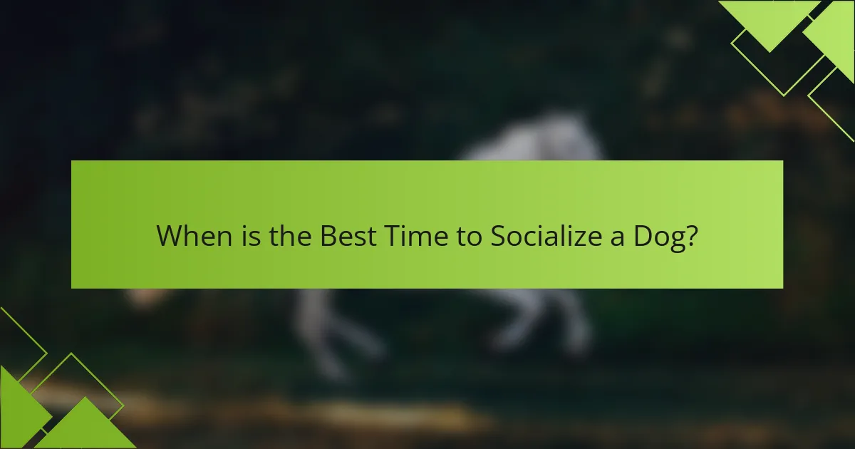 When is the Best Time to Socialize a Dog?